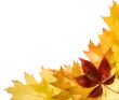 Autumn leaves for design