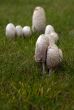 Mushrooms