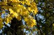 Autumn leaves for design
