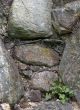 Plants on rock