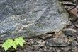 Plants on rock
