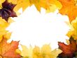Autumn leaves for design