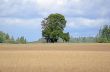 Green tree