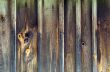 Composition of wood