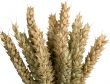 Crops