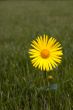 Yellow flower