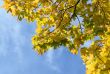 Autumn leaves for design