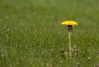 Dandelion in grass