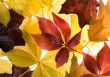 Autumn leaves for design