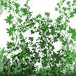 Green frame for congratulations