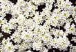 White flowers