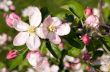 Bloomes of apple