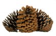 Cone of pine