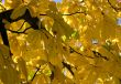 Autumn leaves for design