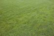 Grass
