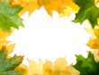 Autumn leaves for design