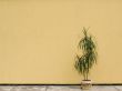 Dracaena in background
