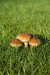 Mushrooms
