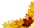 Autumn leaves for design
