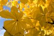 Autumn leaves for design