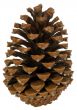 Cone of pine