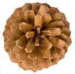 Cone of pine