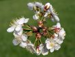 Cherry tree
