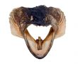 Head of fish