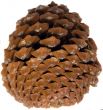 Cone of pine