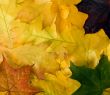 Autumn leaves for design