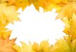 Autumn leaves for design