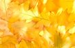 Autumn leaves for design