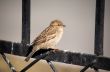 sparrow portrait
