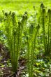 fern in the spring