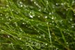 Grass after a rain