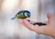 The bluetit on a palm