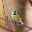 bluetit on branch
