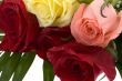 Bouquet of roses