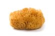 natural sponge