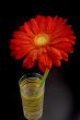 red gerbera