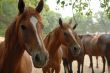 Walking Horse Herd