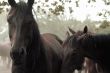 Horse Staring
