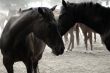 Walking Horse Herd