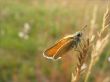 A Butterfly In An Ear