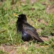 Young starling