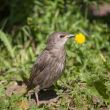 Young starling