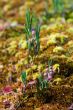 Blossoming young ledum