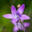 bluebell
