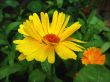 Marigold flower