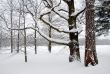 Snowy Trees